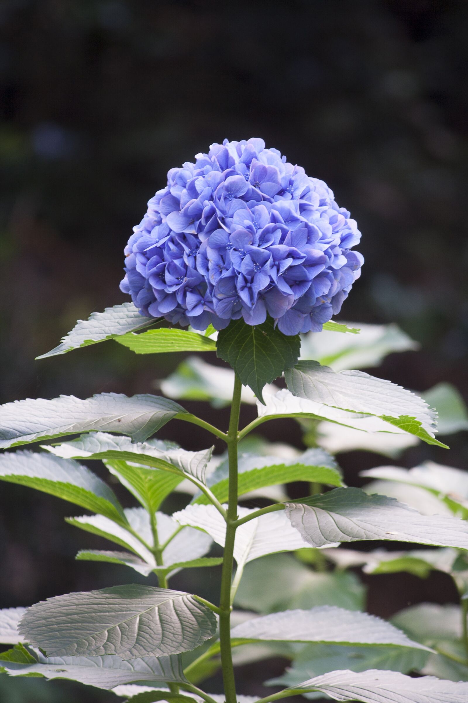 Canon EOS 350D (EOS Digital Rebel XT / EOS Kiss Digital N) sample photo. Nature, flowering plant, flower photography