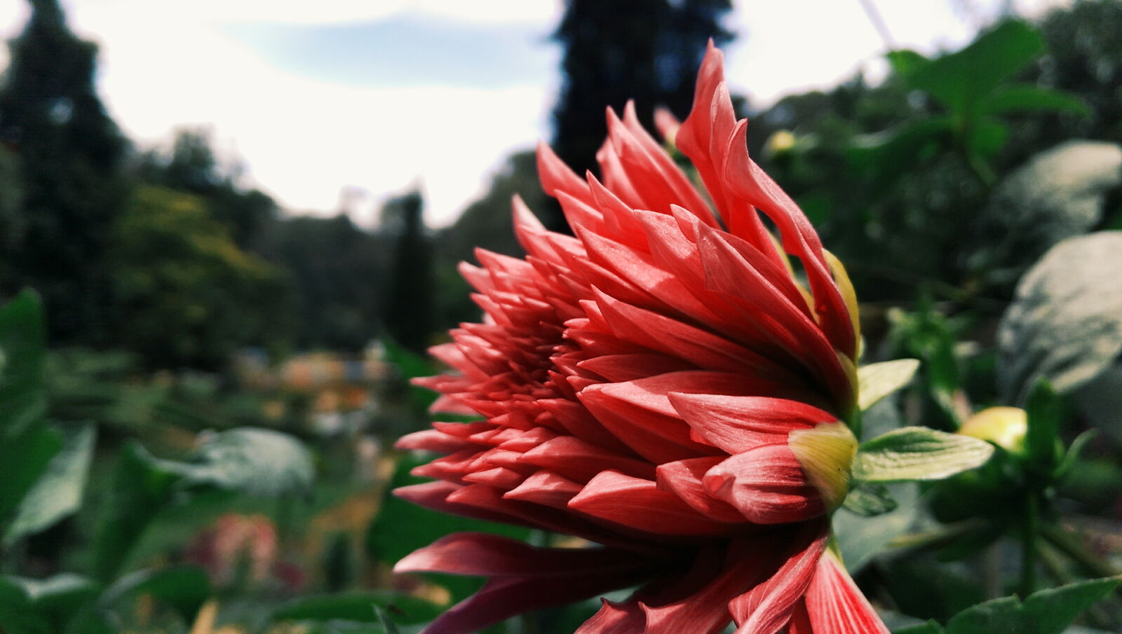 HTC ONE M8 sample photo. Flower, focus, manual, nature photography