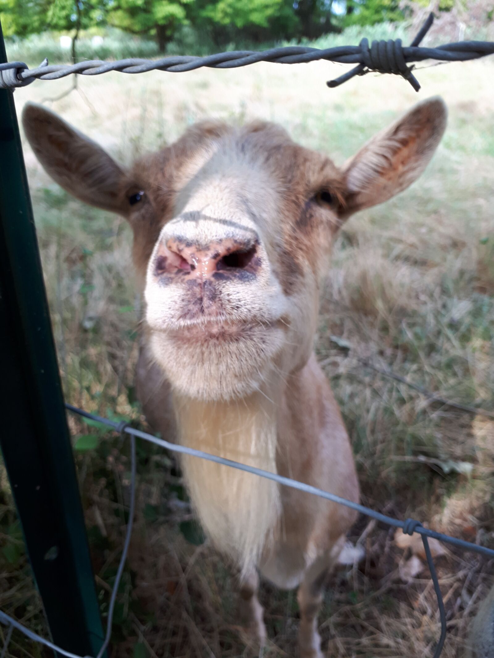 Samsung Galaxy A5(2017) sample photo. Goat, meadow, ruminant photography