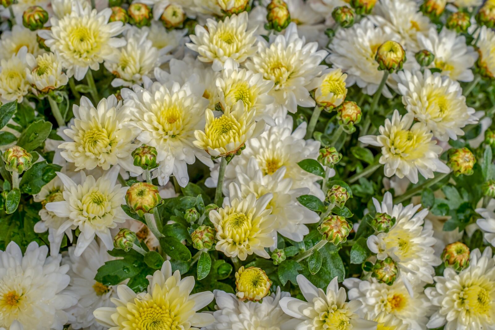 Fujifilm X-T10 + Fujifilm XF 35mm F1.4 R sample photo. Chrysanthemums, chrysanthemum, bloom photography