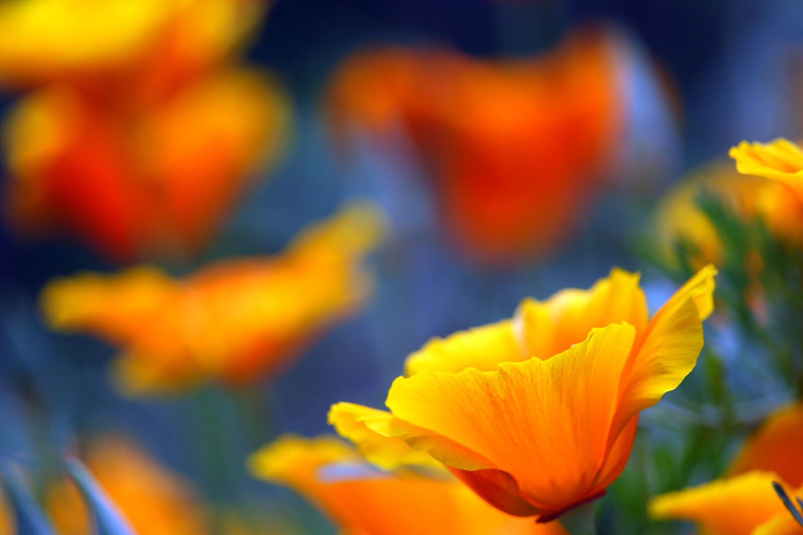 Canon EF-S 55-250mm F4-5.6 IS STM sample photo. Iceland poppy, poppy, poppy photography