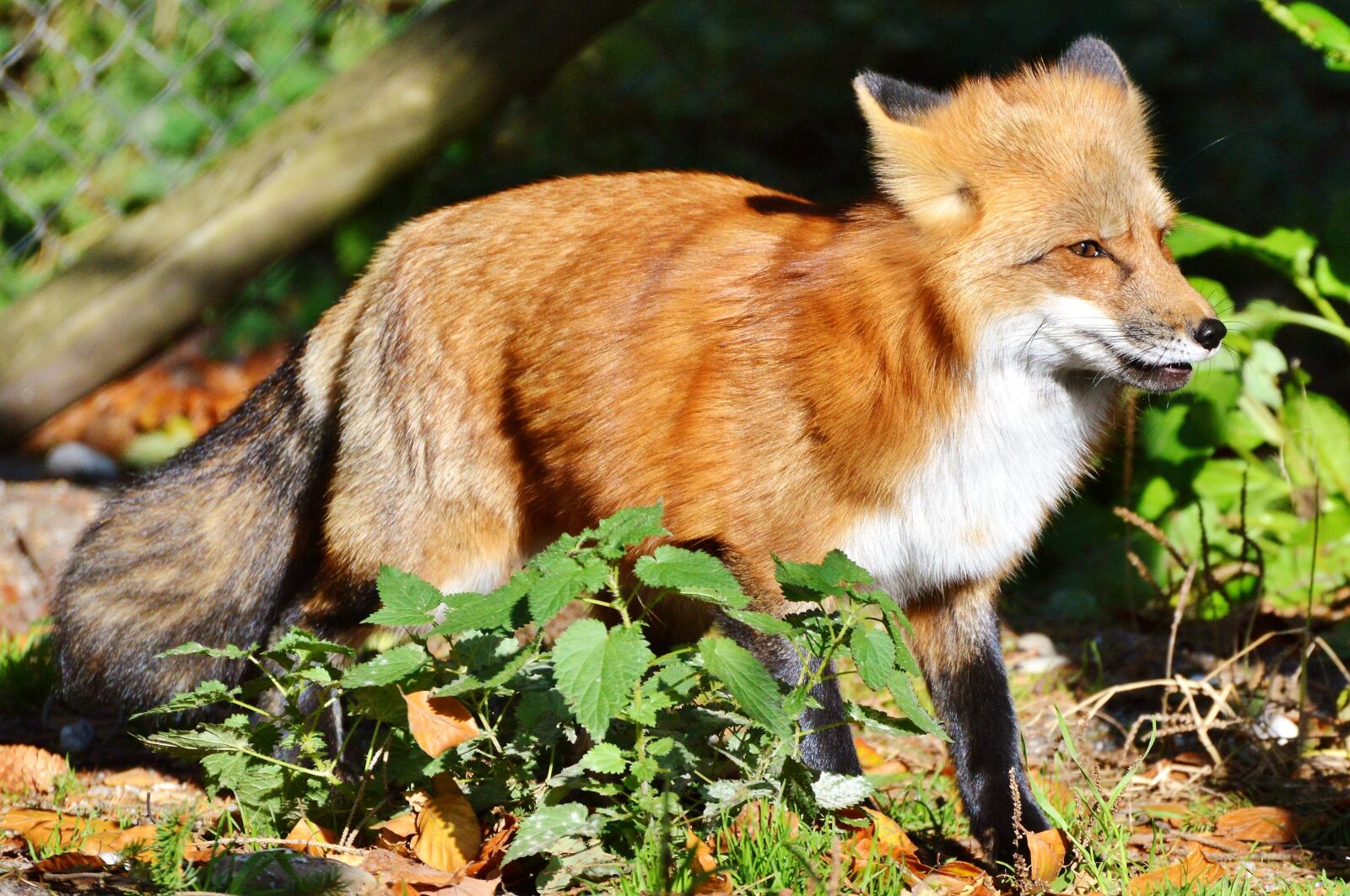 Nikon D3200 sample photo. Fuchs, red fox, predator photography