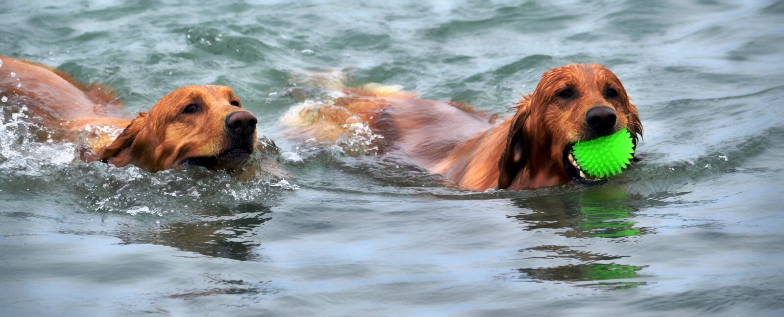 Nikon D5100 sample photo. Dogs, swimming, water photography