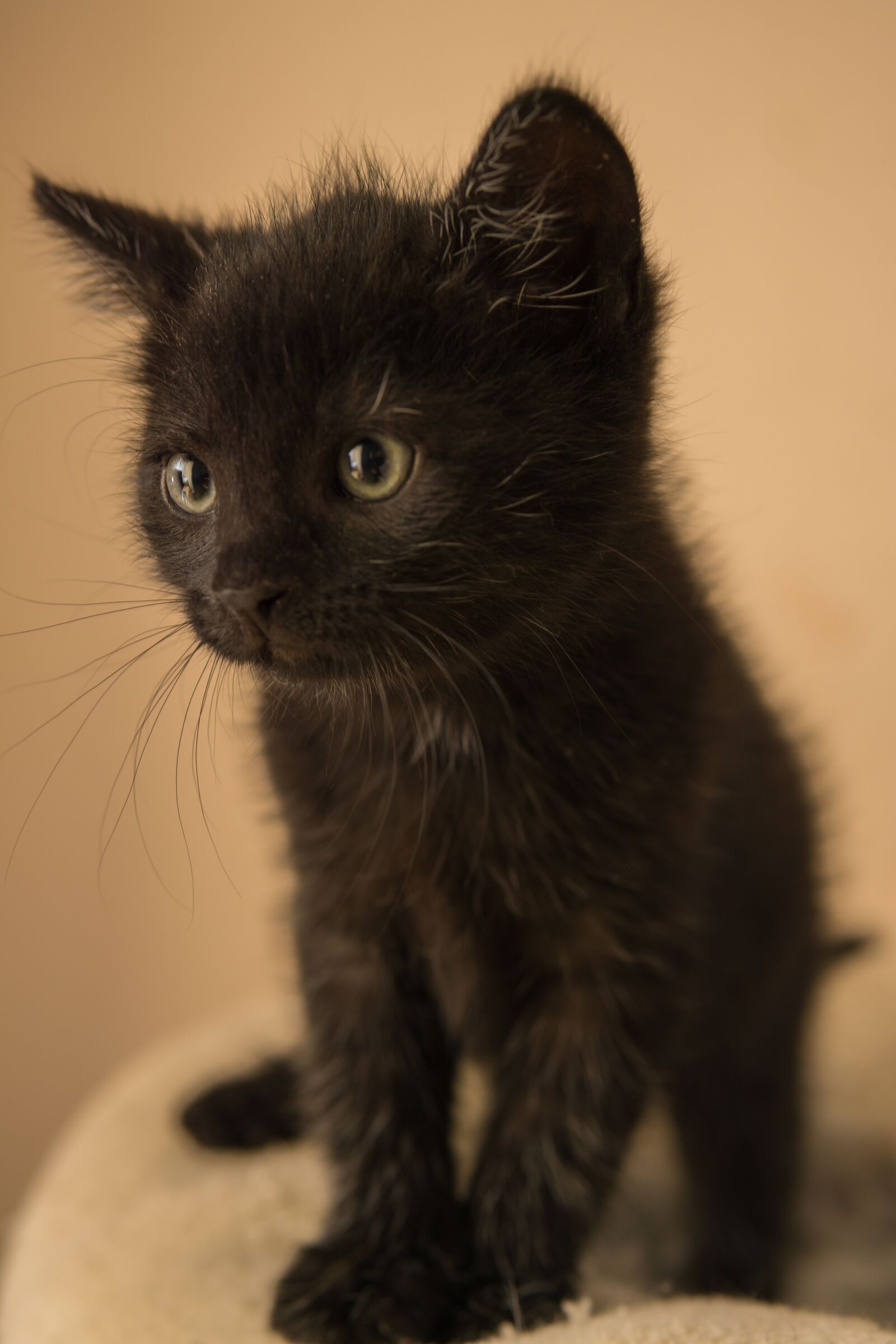 30mm F1.4 DC DN | Contemporary 016 sample photo. Kitten, cat baby, small photography
