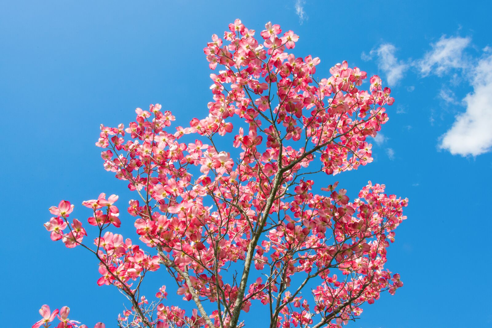 Nikon D800 sample photo. Spring, blooming, flowers photography