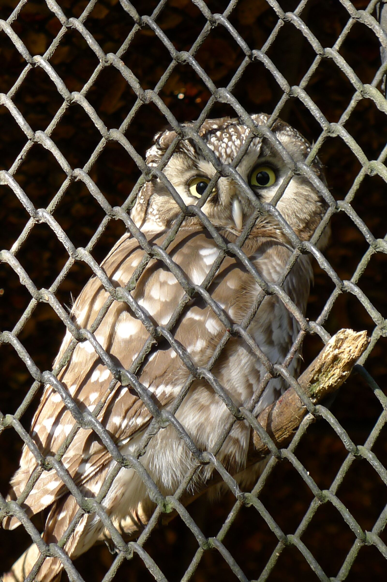 Panasonic Lumix DMC-LX5 sample photo. Owl, bird, cage photography