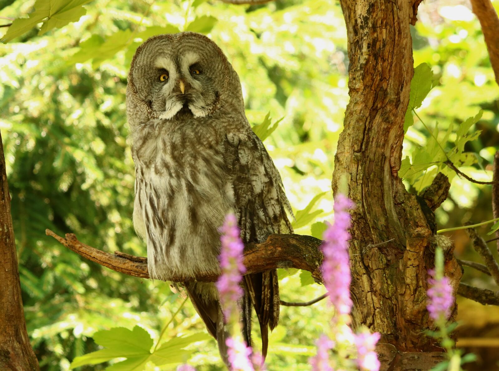 Canon EF 70-300mm F4-5.6 IS USM sample photo. Bart owl, owl, bird photography