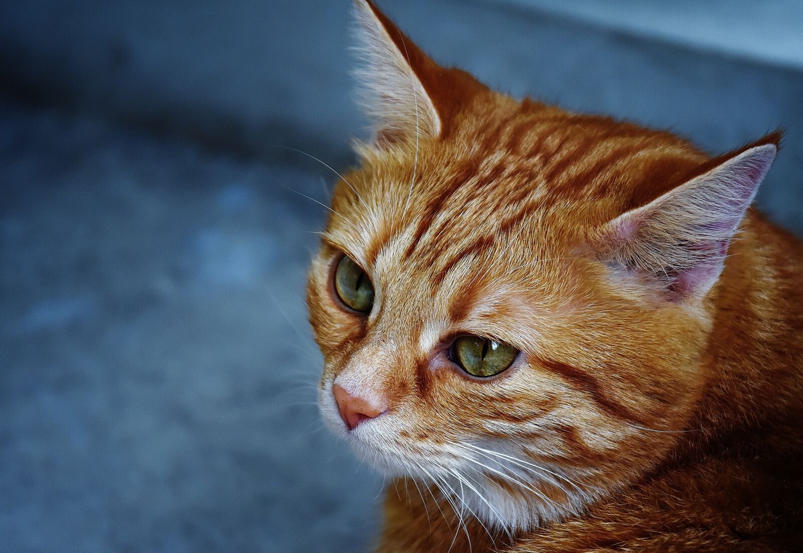 Nikon D7200 sample photo. Cat, red, cute photography