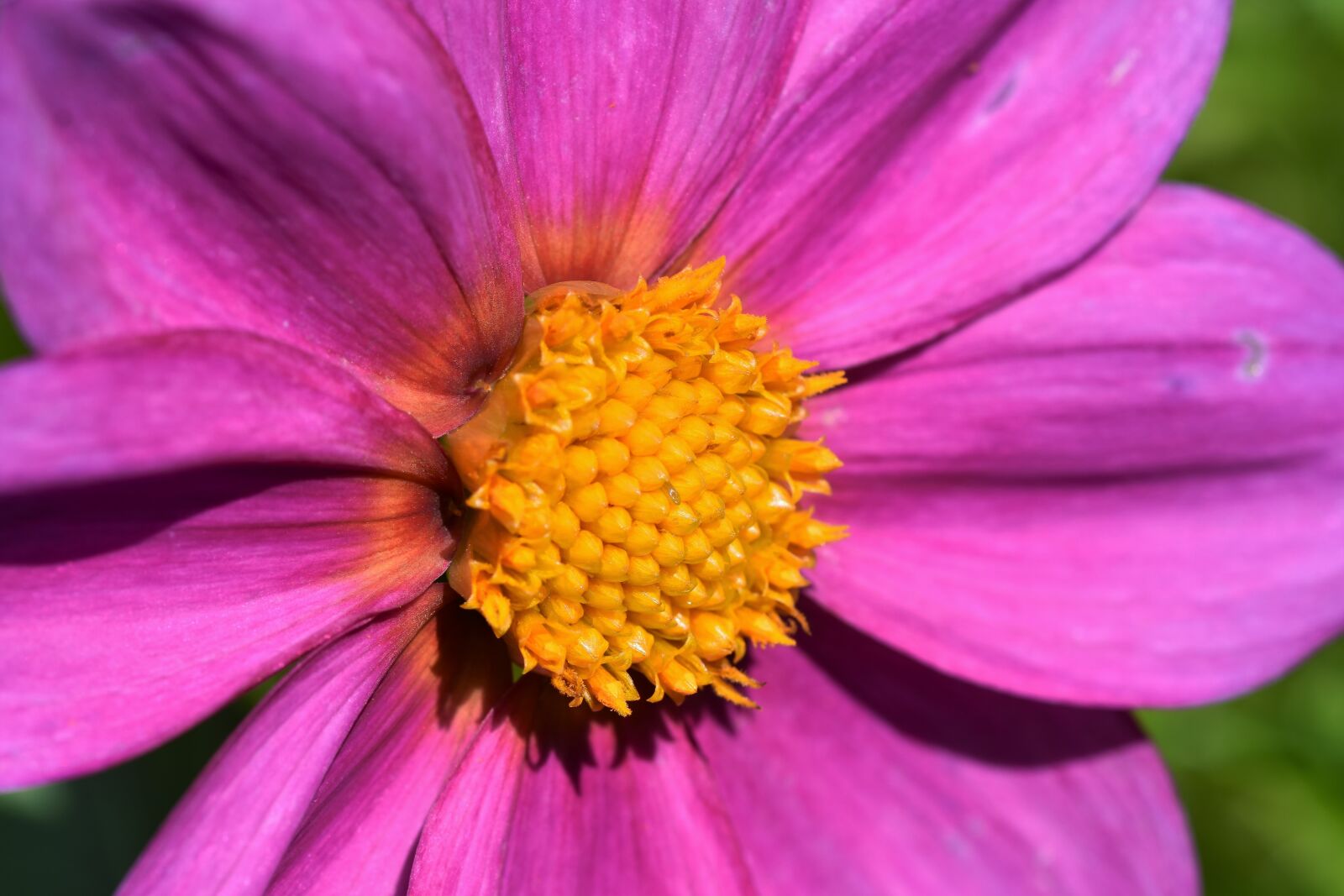 Nikon D7200 sample photo. Cosmea, flower, cosmos photography