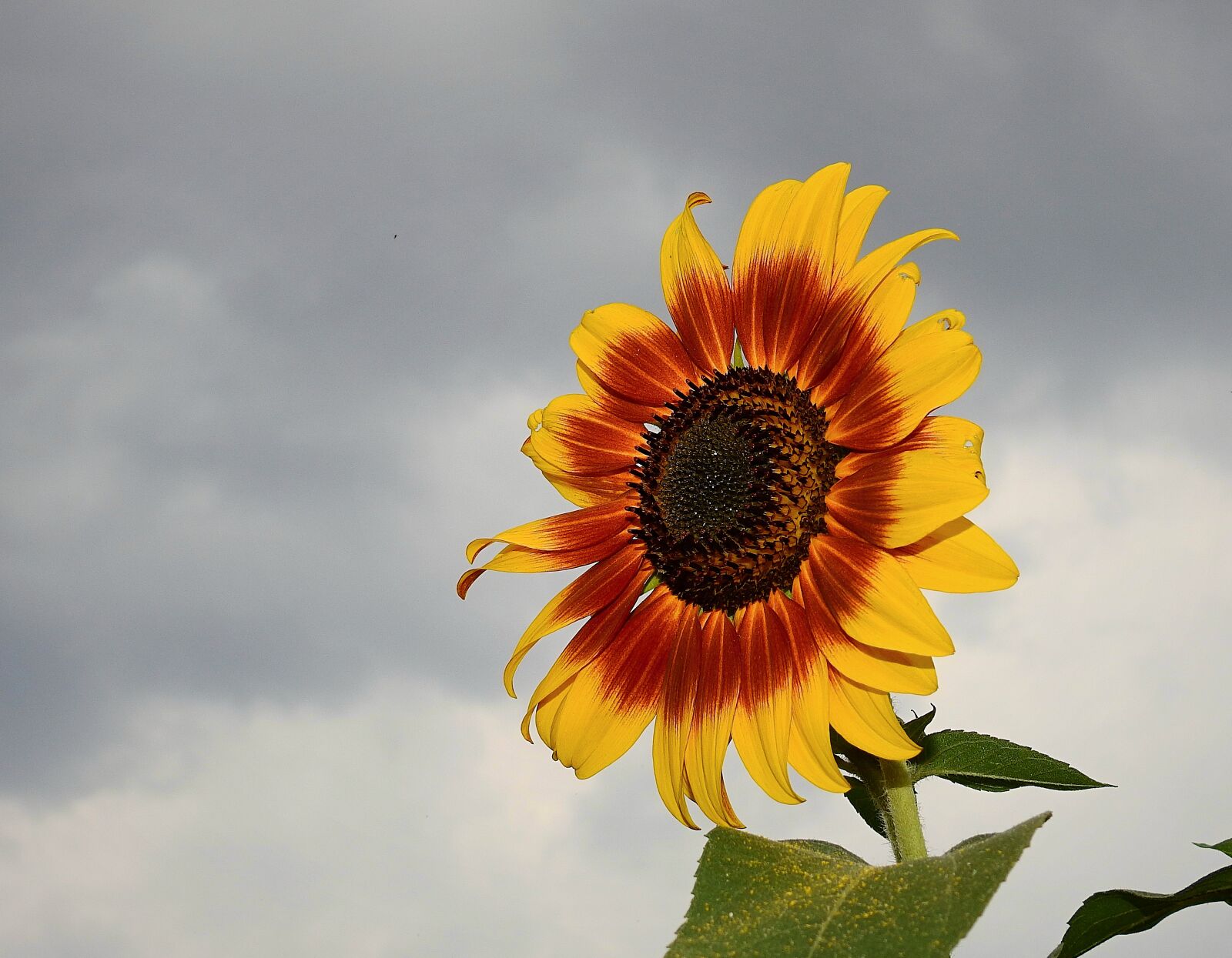 Nikon Coolpix P900 sample photo. Sunflower, sky, figure photography