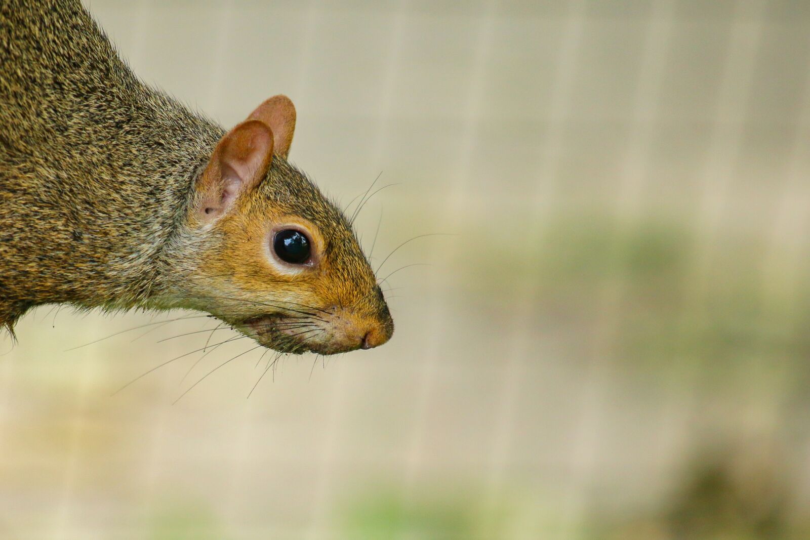 Canon EOS 70D + Canon EF-S 55-250mm F4-5.6 IS STM sample photo. Squirrel, animal, rodent photography