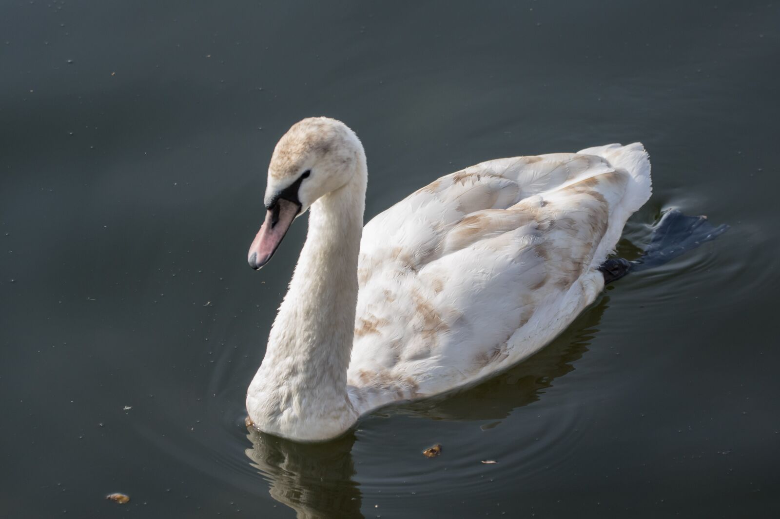 Pentax K-3 sample photo. Swan, waters, bird photography