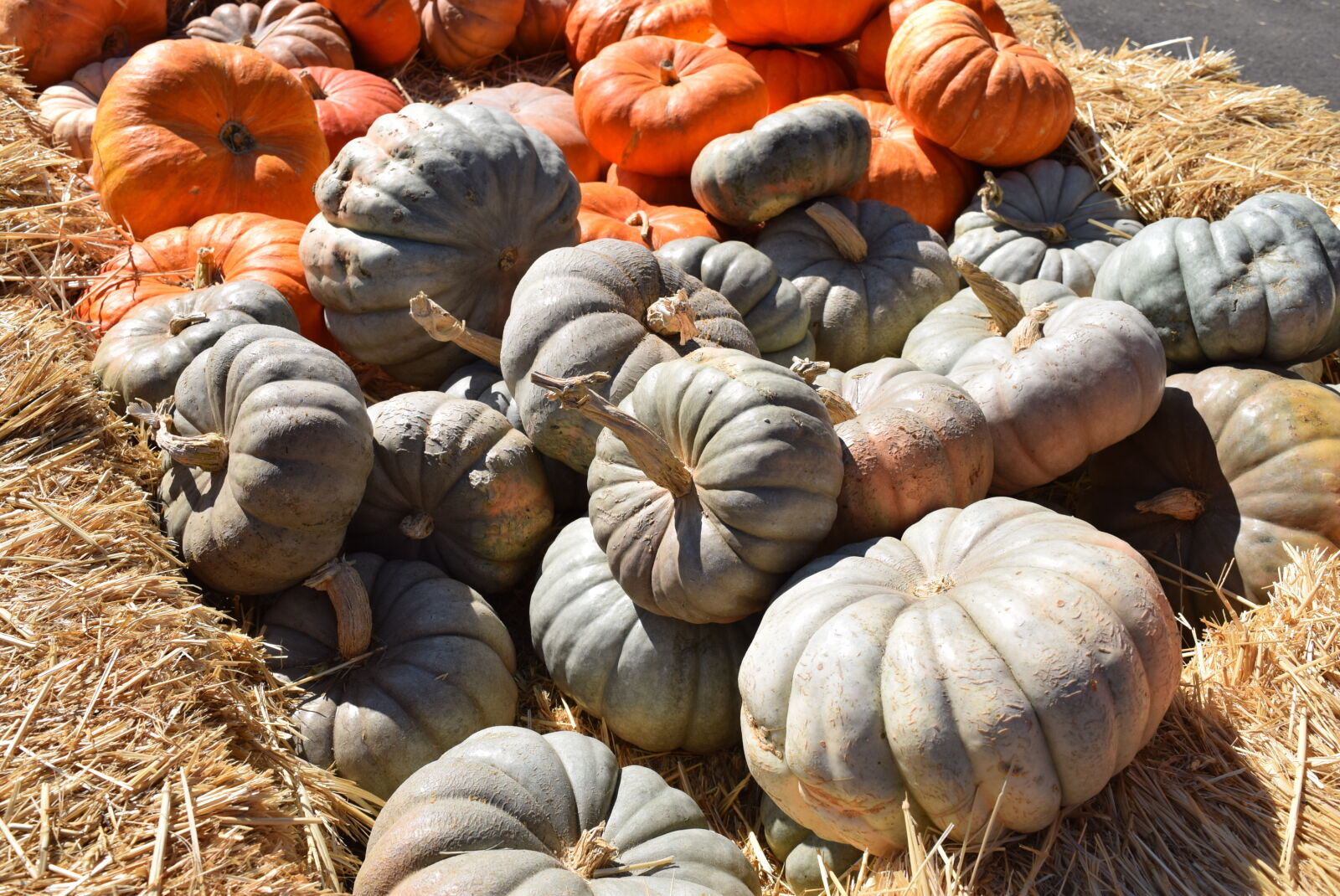 Nikon D3300 sample photo. Autumn, fall, pumpkin photography