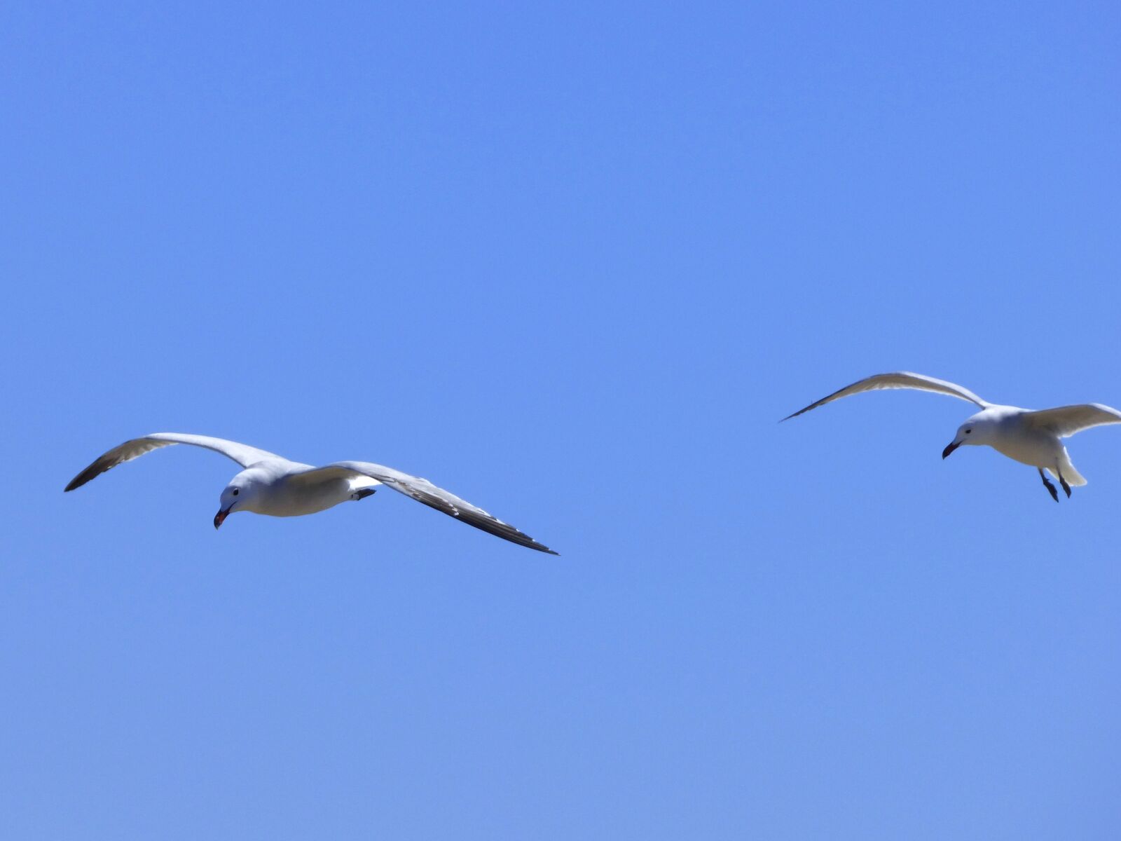 Panasonic Lumix DMC-FZ70 sample photo. Seagulls, audouin's gull, gavina photography