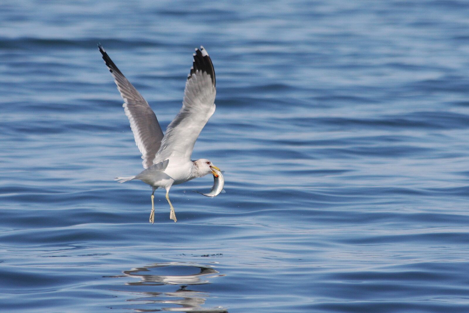 Canon EOS 40D sample photo. Gull, herring run, catch photography