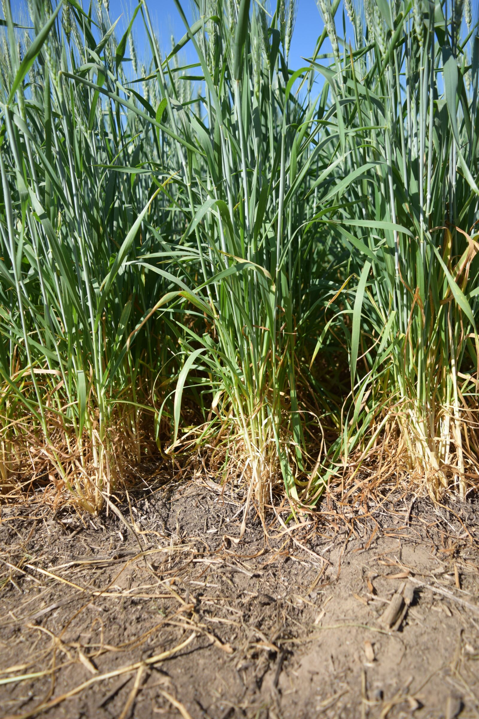 Nikon D3300 sample photo. Field, of, wheat photography