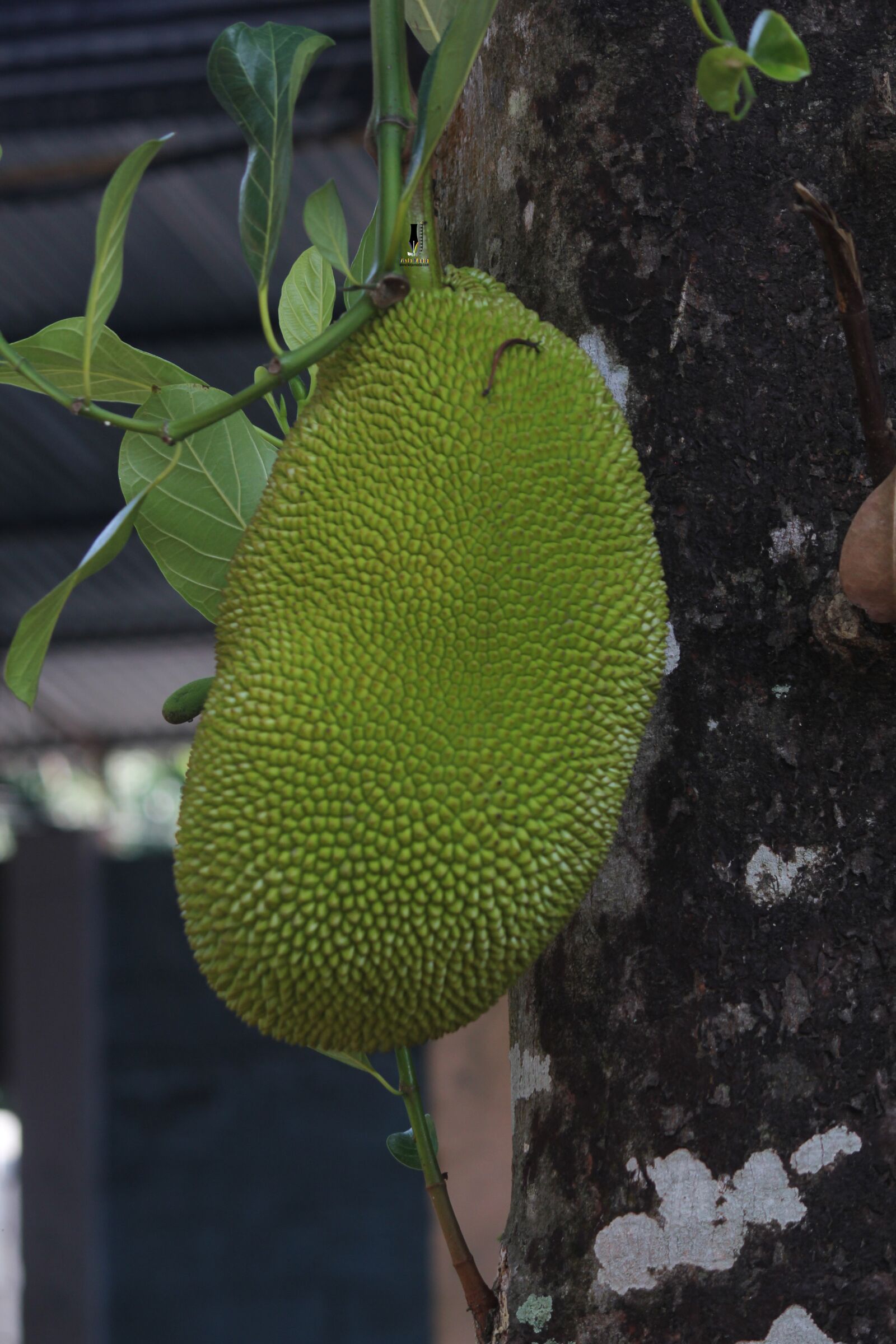 Canon EOS 550D (EOS Rebel T2i / EOS Kiss X4) sample photo. Jackfruit, kerala, fruit photography