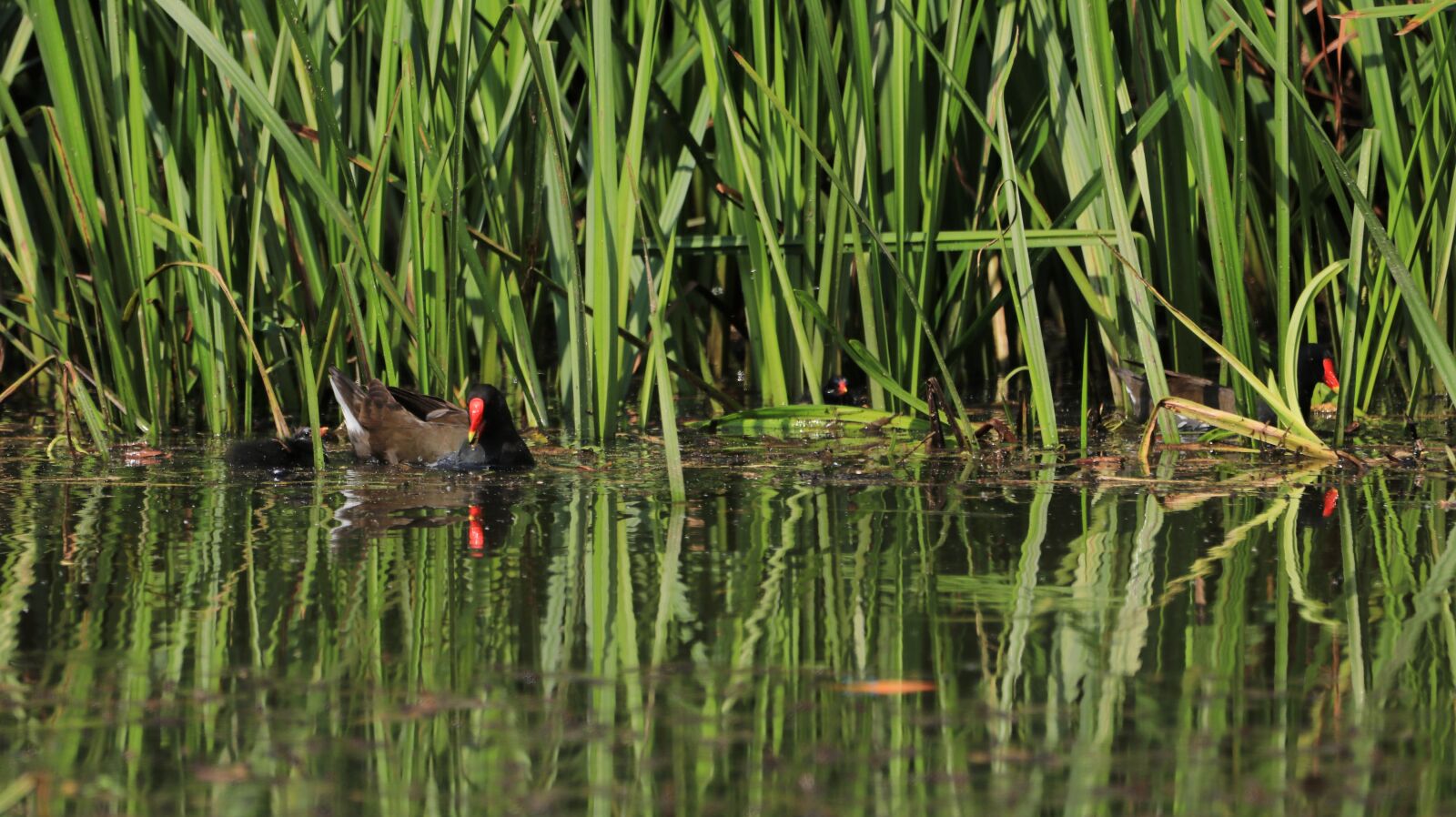 150-600mm F5-6.3 DG OS HSM | Contemporary 015 sample photo. Moorhen, reed, pond photography