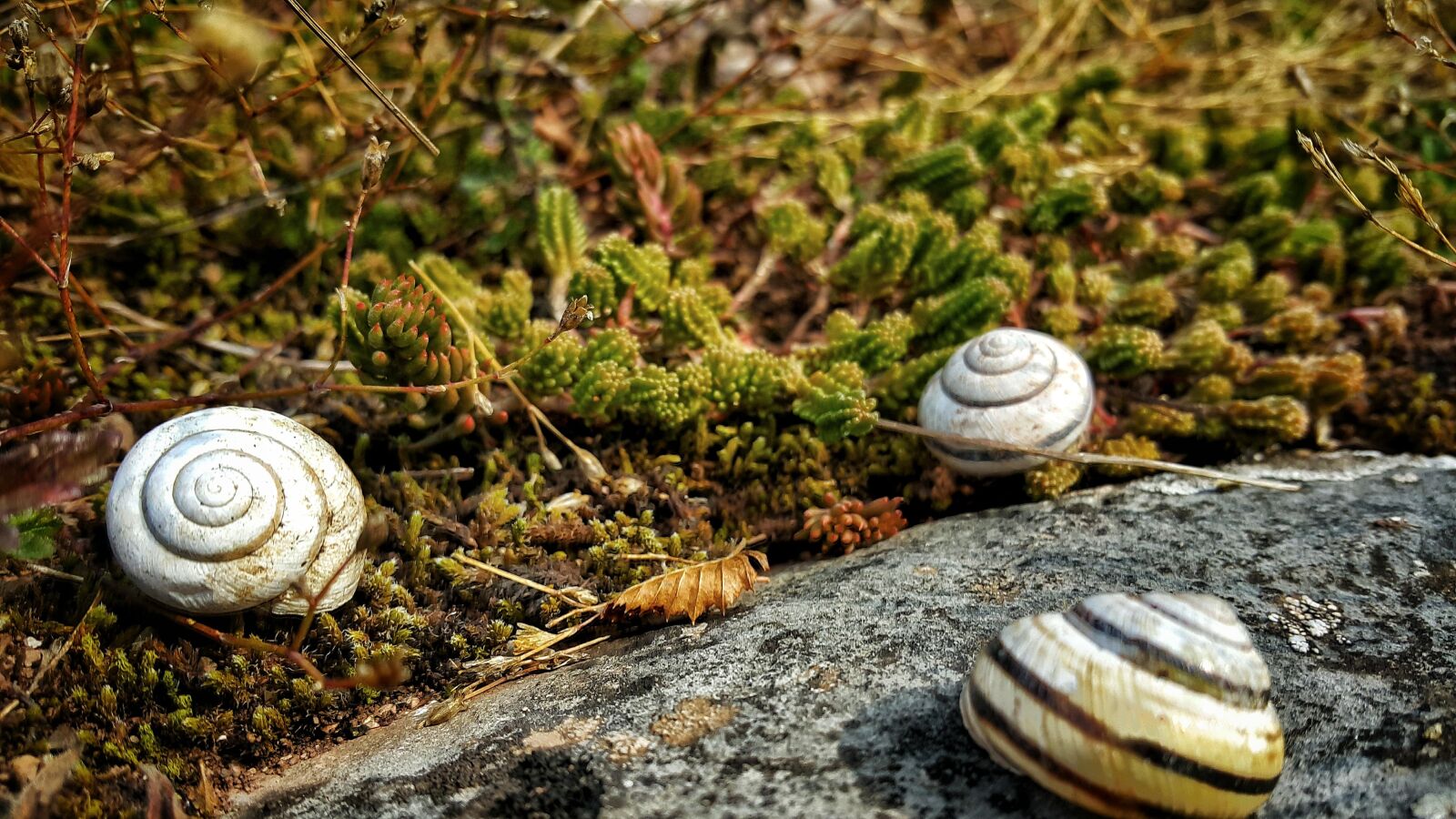 Samsung Galaxy Note4 sample photo. Nature, snail, shell photography