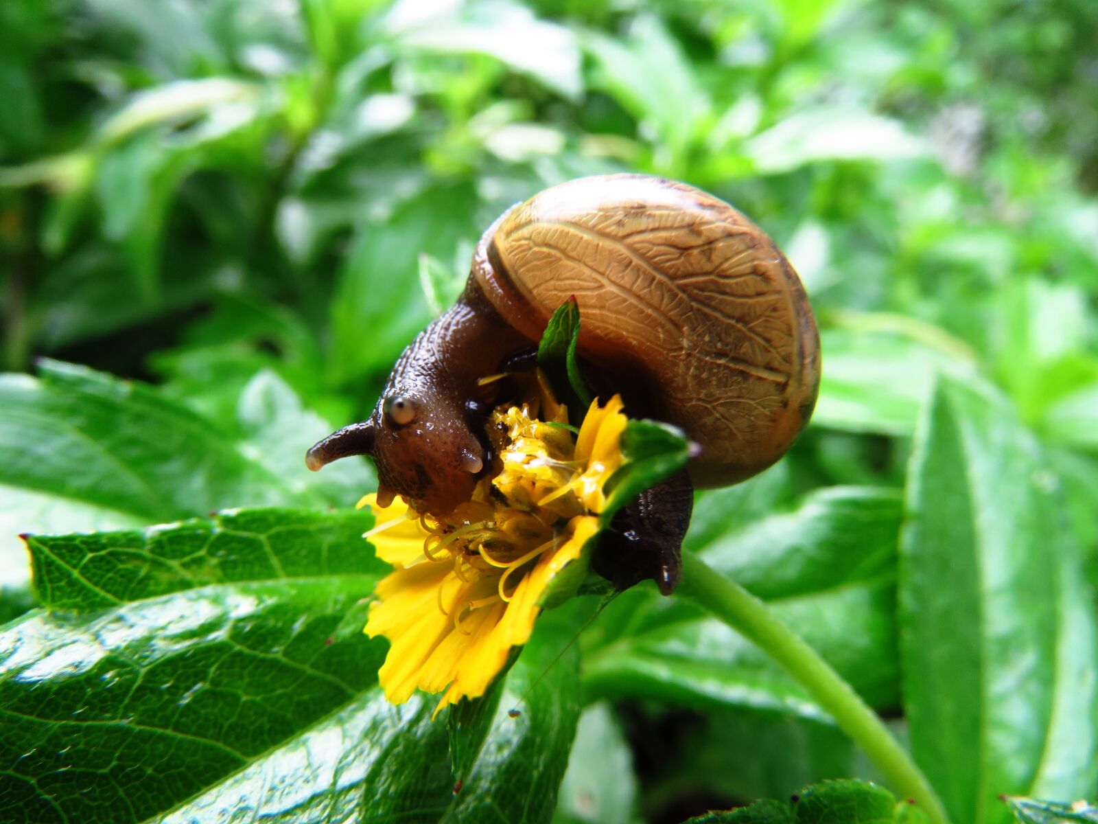 Canon PowerShot SX60 HS sample photo. Snail, snail eating, close photography