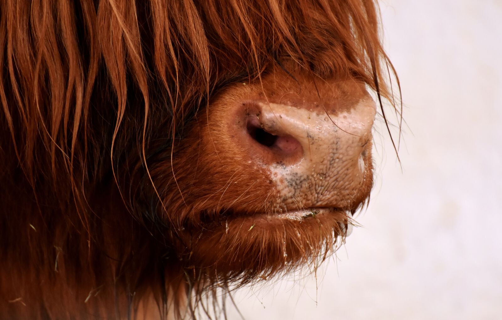 Nikon D7200 sample photo. Highland beef, head, farm photography
