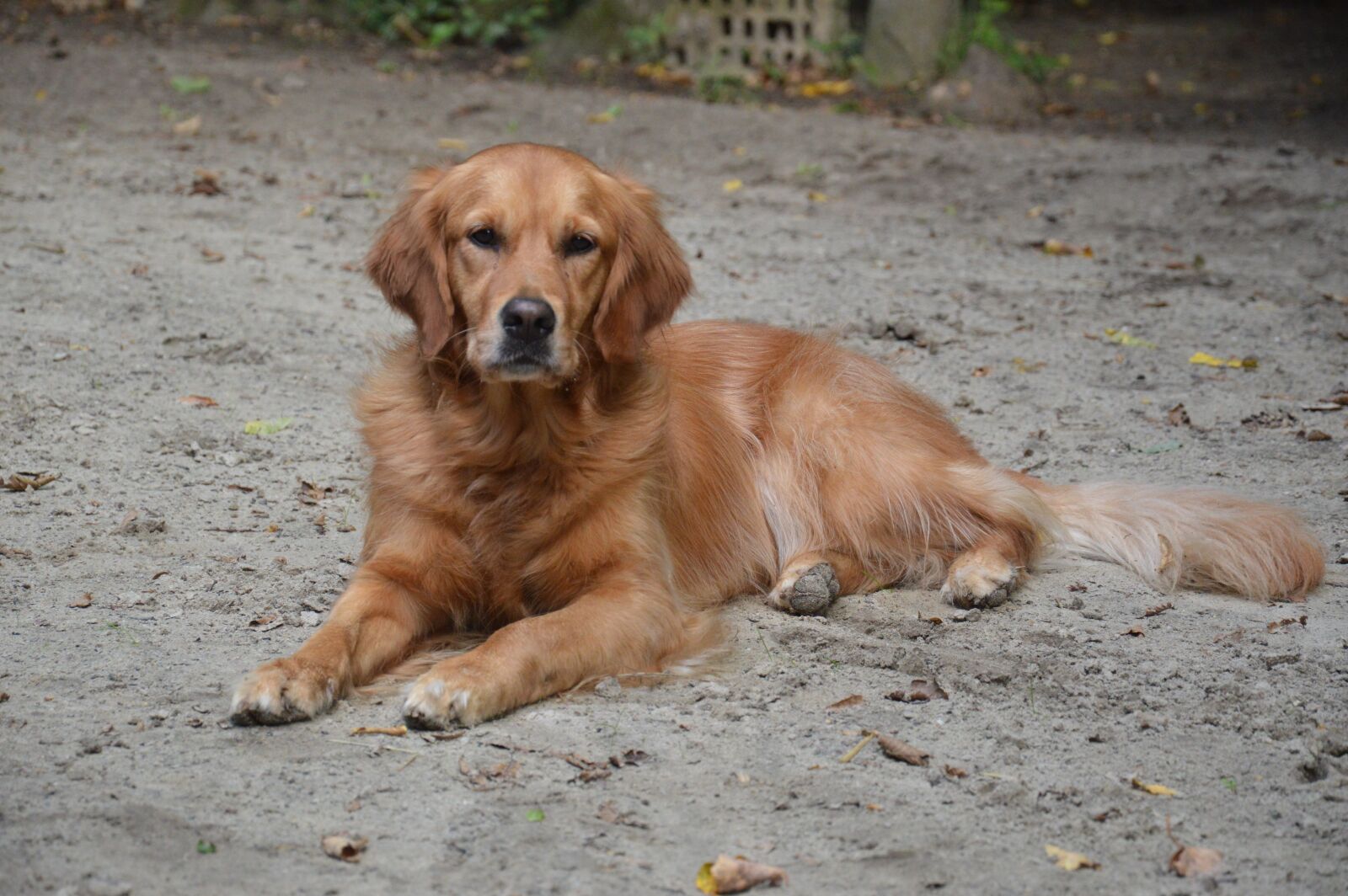Nikon D3200 sample photo. Dog, golden, summer photography