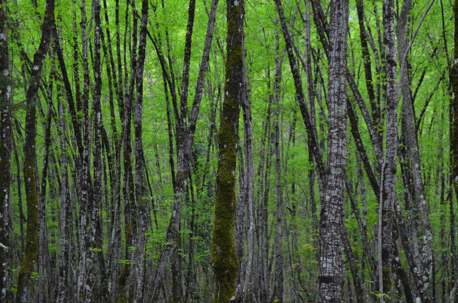 Nikon D5100 sample photo. Trunks, trees, into the photography