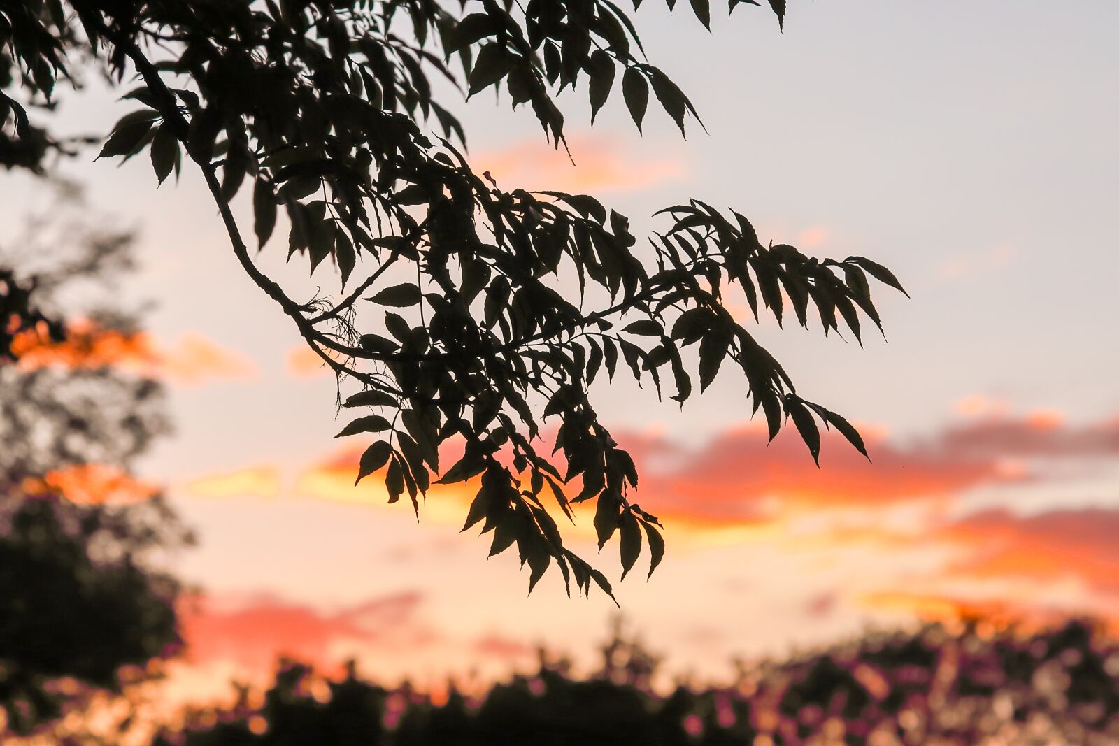 Canon EOS 5D Mark IV + Canon EF 100-400mm F4.5-5.6L IS USM sample photo. Tree, sunset, nature photography