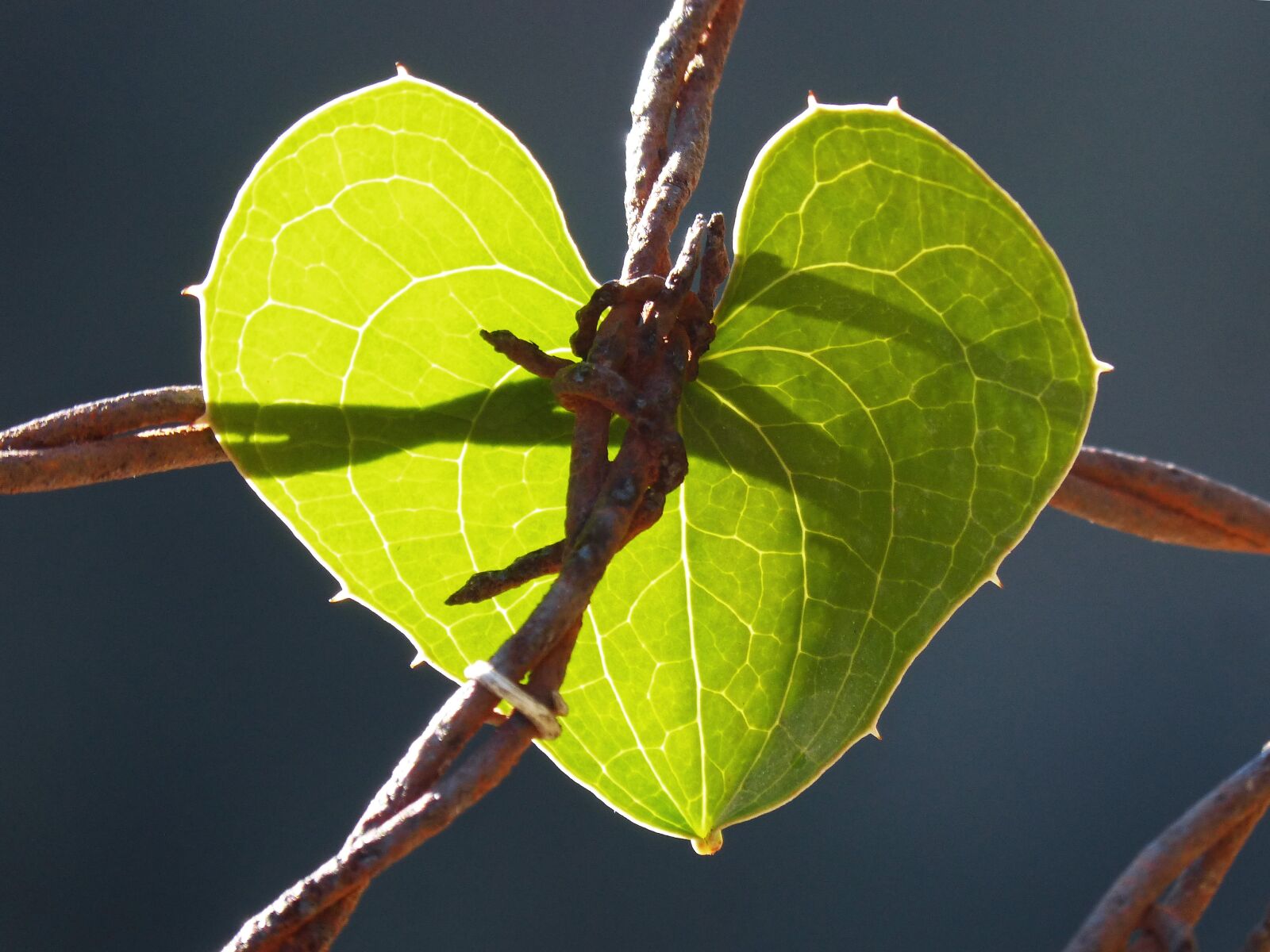 Panasonic DMC-FZ62 sample photo. Symbol, thorned heart, locked photography