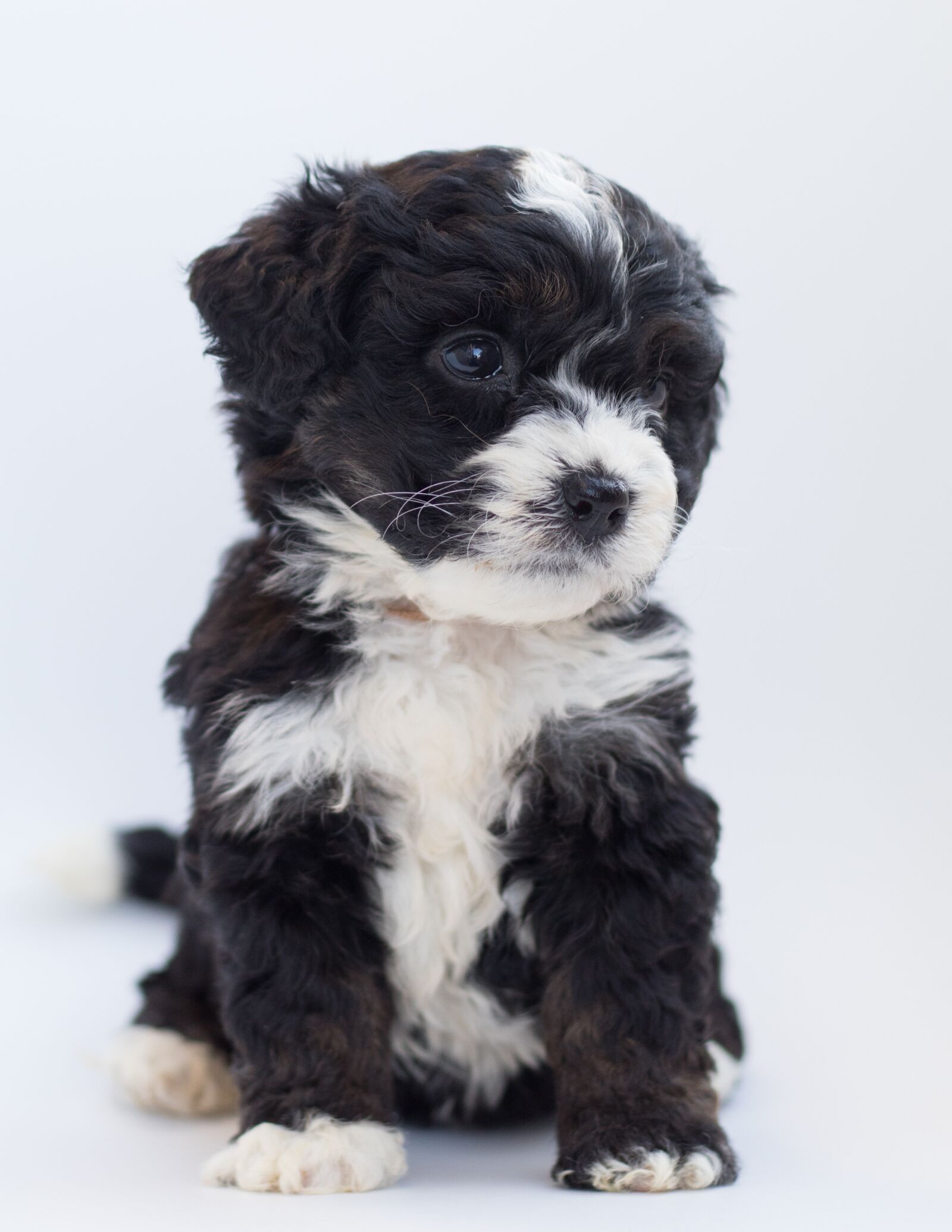 Canon EF 50mm F1.8 STM sample photo. Bernedoodle, dog, puppy photography