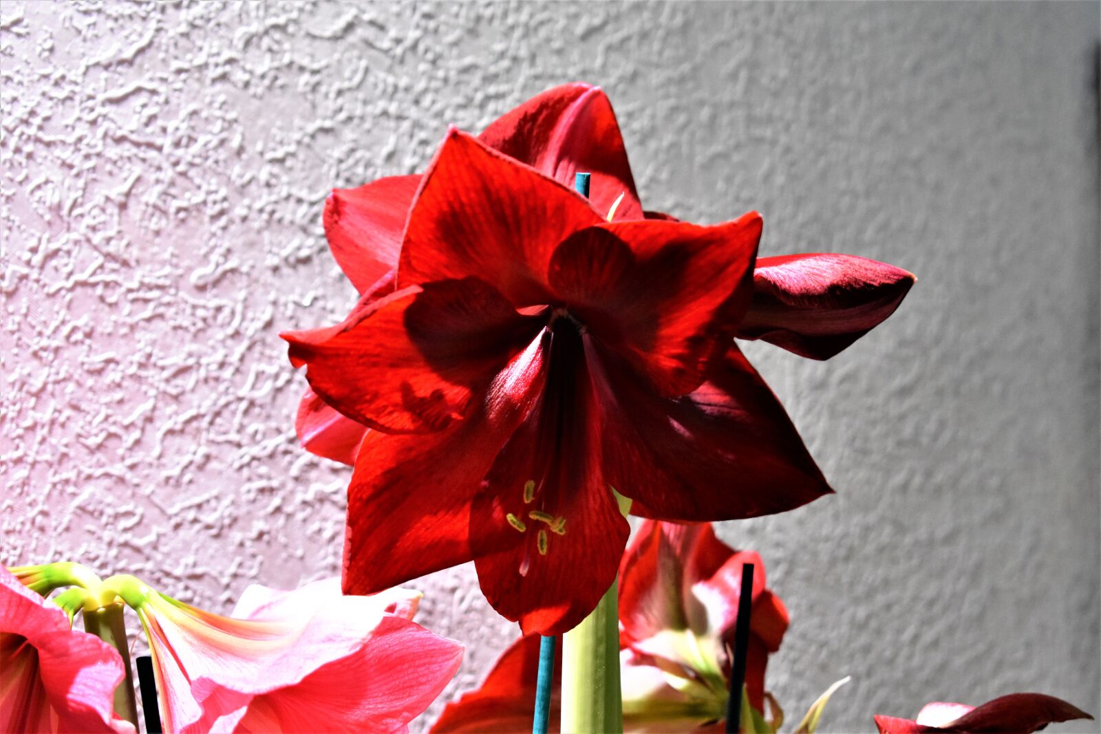 Nikon D3400 sample photo. Amaryllis, flower, blossom photography