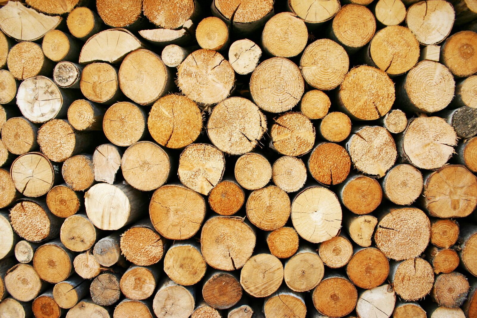 Canon EOS 300D (EOS Digital Rebel / EOS Kiss Digital) sample photo. Wood, lumber, logs photography