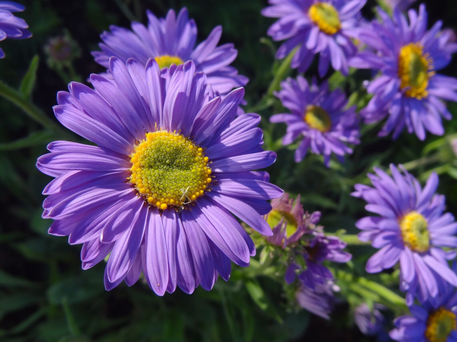 Sony Cyber-shot DSC-HX9V sample photo. Nature, sun, summer photography