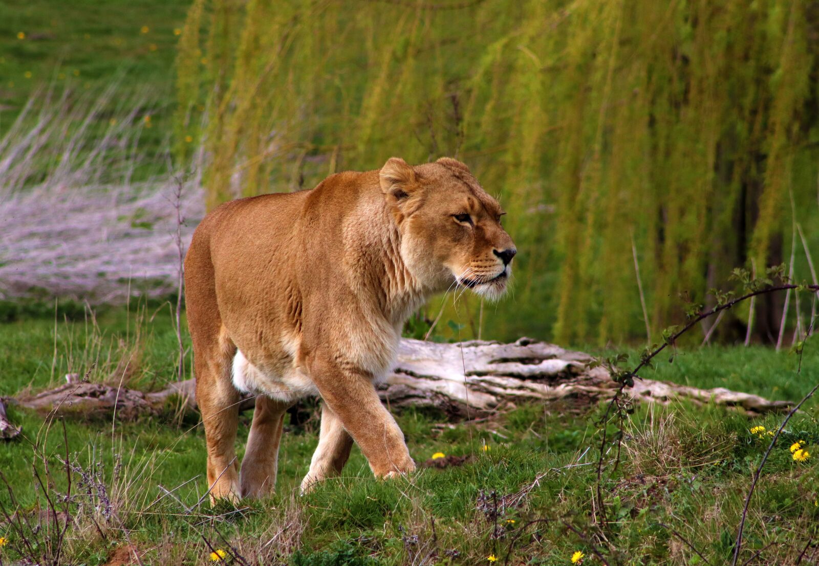 Canon EOS 800D (EOS Rebel T7i / EOS Kiss X9i) sample photo. Lion, female, predator photography