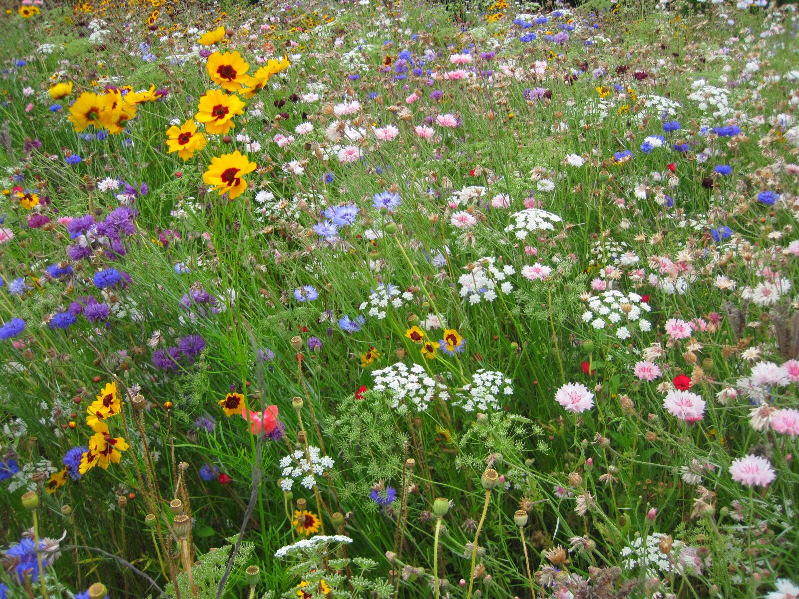 Canon PowerShot D10 sample photo. Colourful, flowers, grass, wild photography