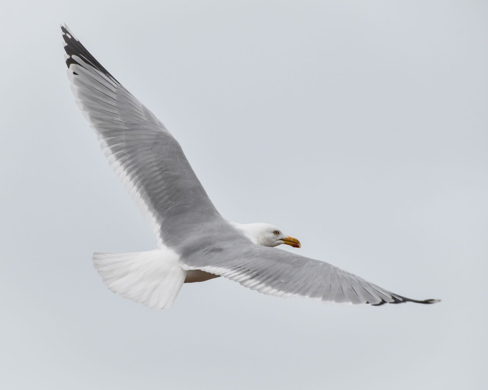 Nikon D500 sample photo. Gull, bird, flight photography