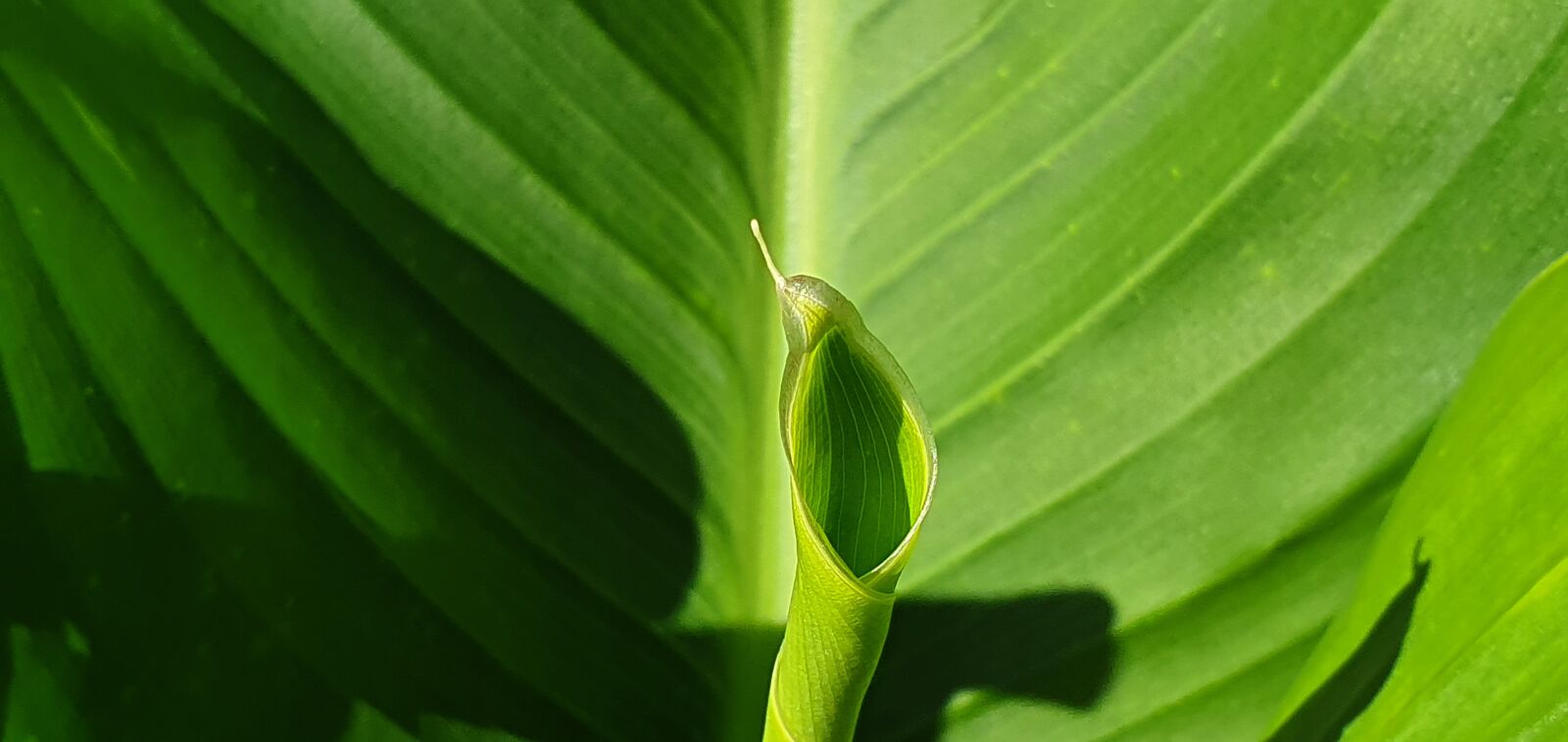 Samsung Galaxy S10 sample photo. Green, floral tube, garden photography