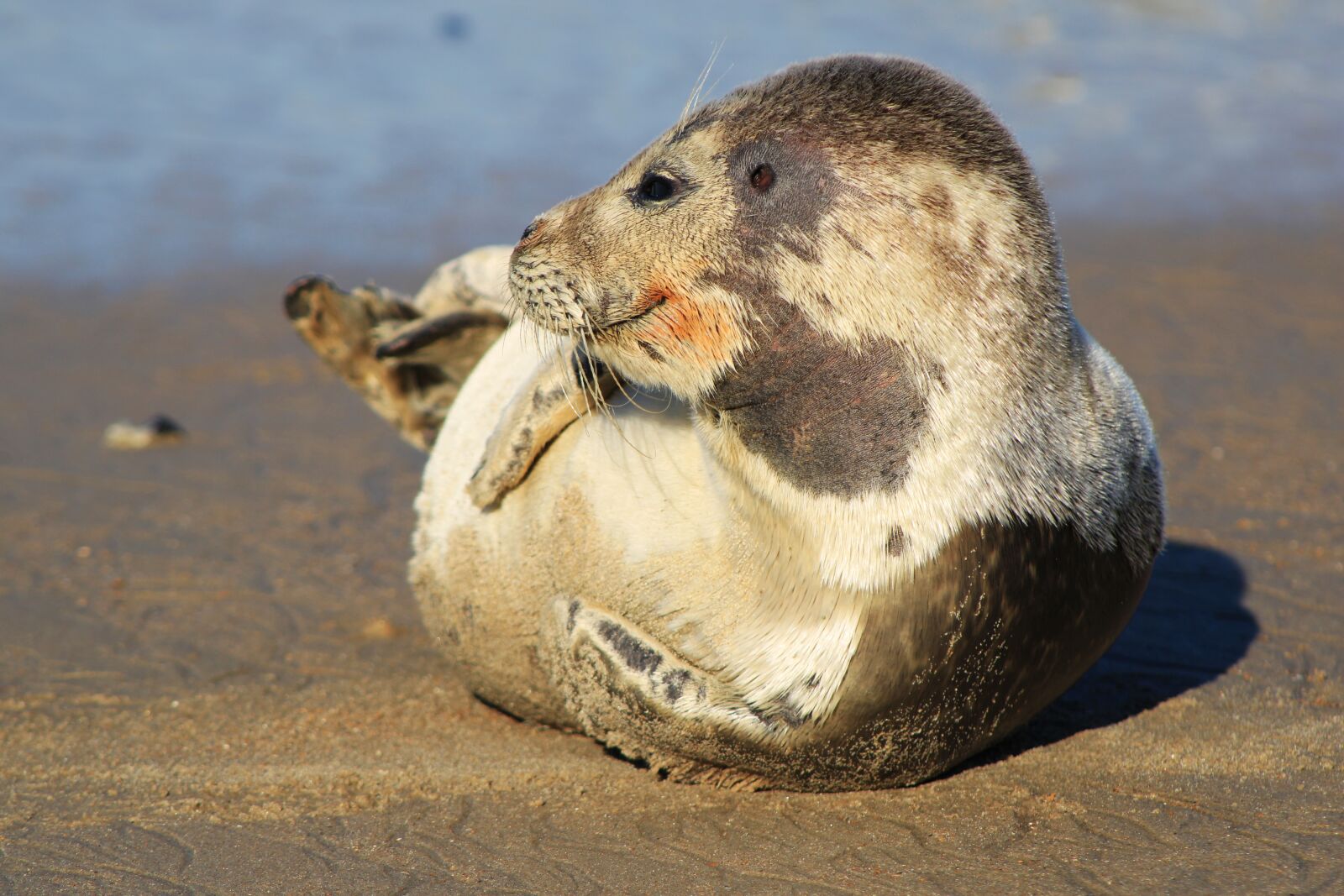 Canon EOS 2000D (EOS Rebel T7 / EOS Kiss X90 / EOS 1500D) sample photo. Seal, gray seal, crawling photography