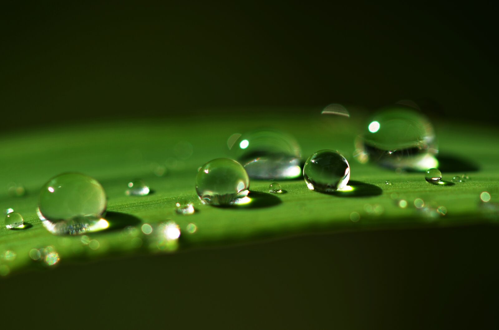 Nikon D5100 sample photo. Dew, drop, water photography