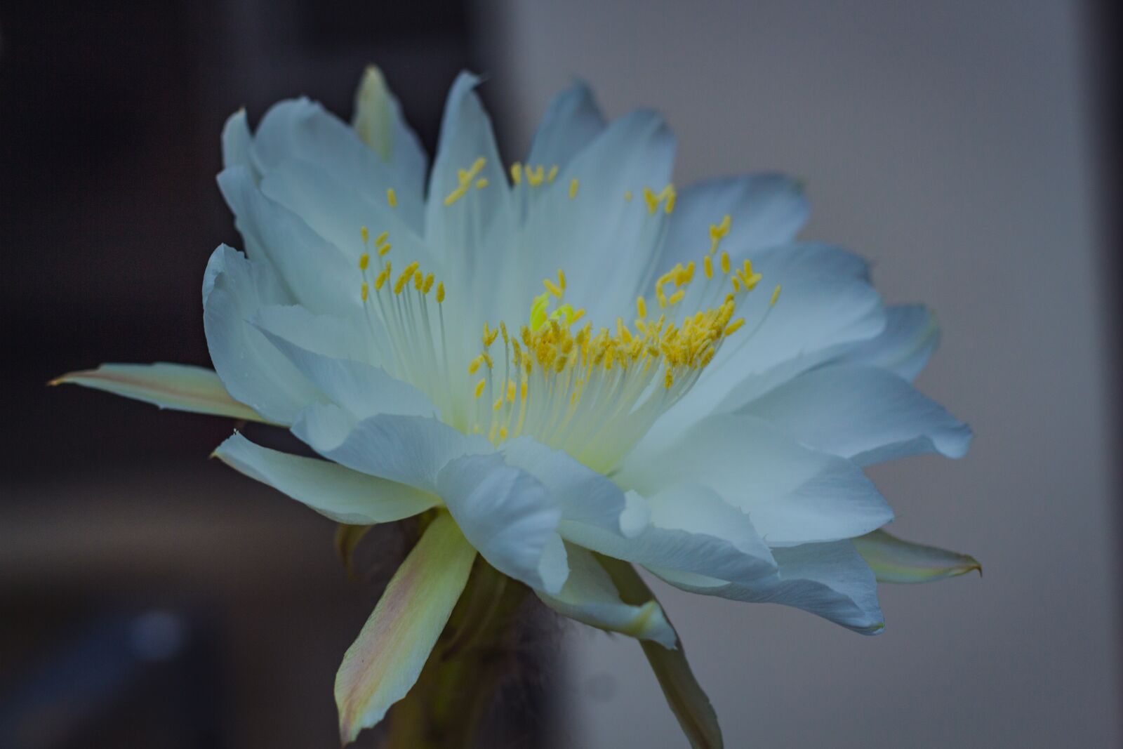 Canon EOS 700D (EOS Rebel T5i / EOS Kiss X7i) + Canon EF 50mm F1.8 STM sample photo. White, leaves, flora photography