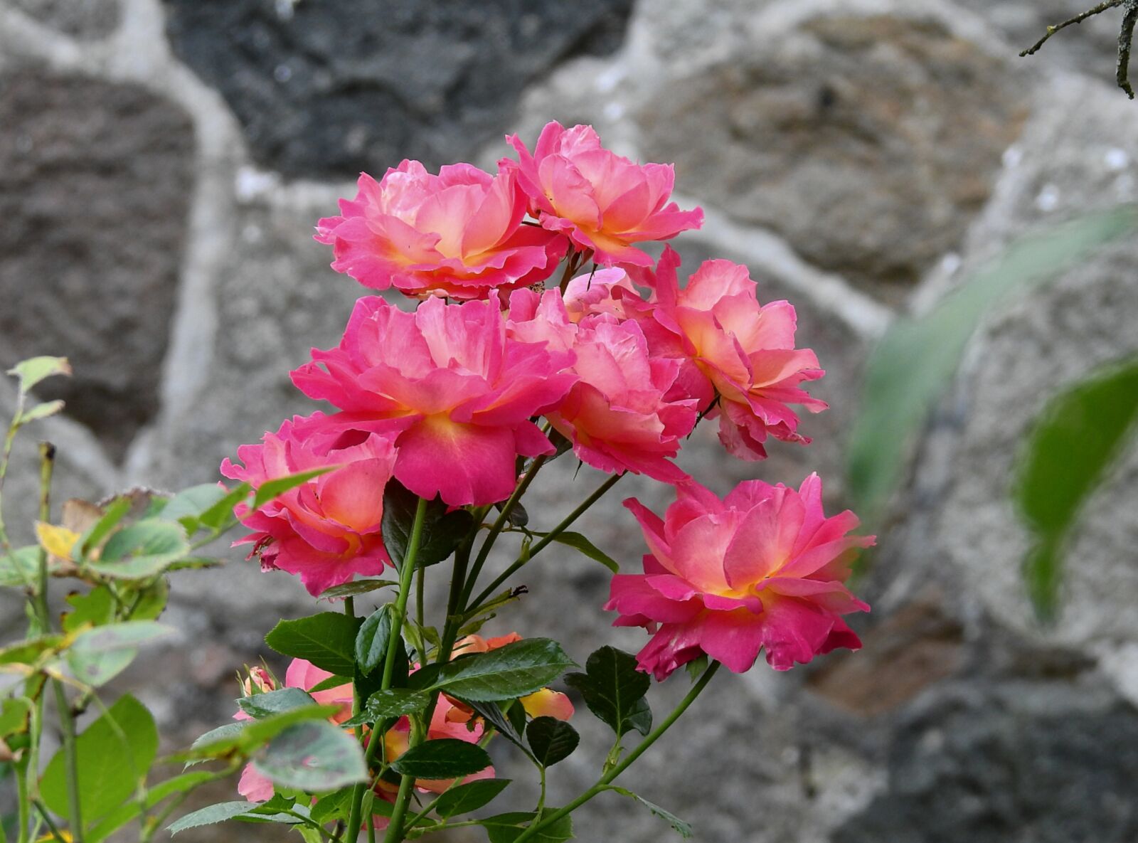 Nikon Coolpix P900 sample photo. Roses, garden, flowers photography
