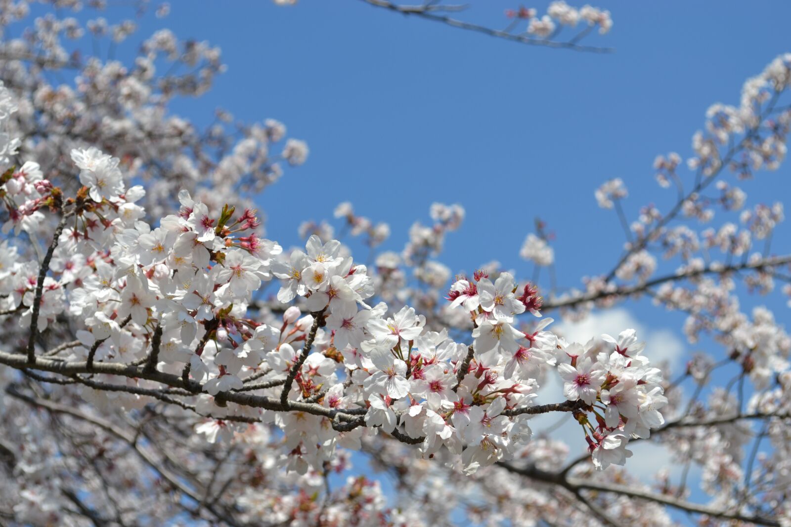 Nikon D3100 sample photo. Spring, sky, flower photography