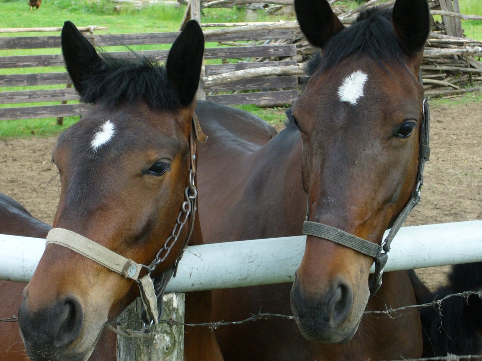 Panasonic DMC-LS1 sample photo. Horse, horses, animal photography