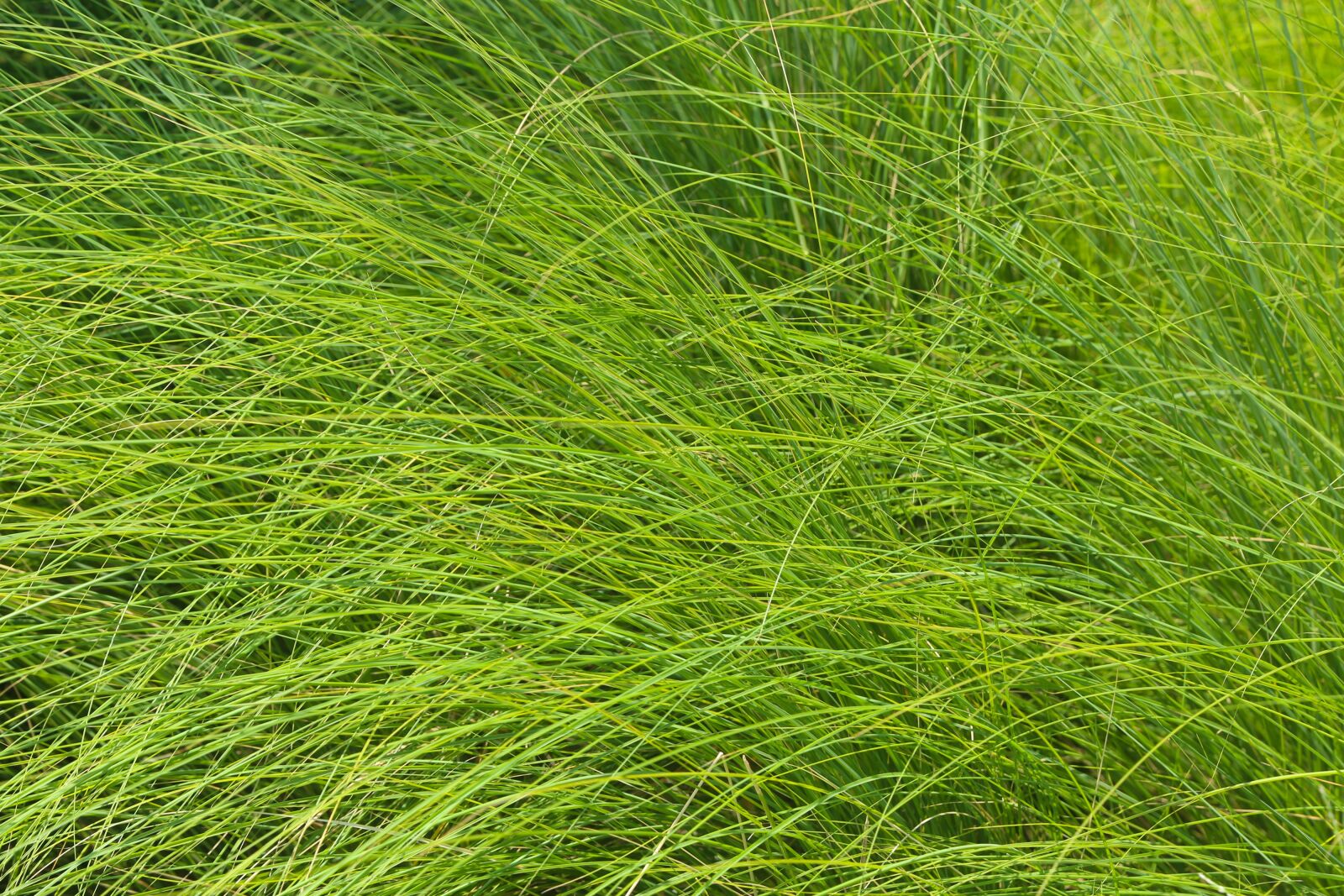 Canon EOS 6D sample photo. Grass, greens, green photography