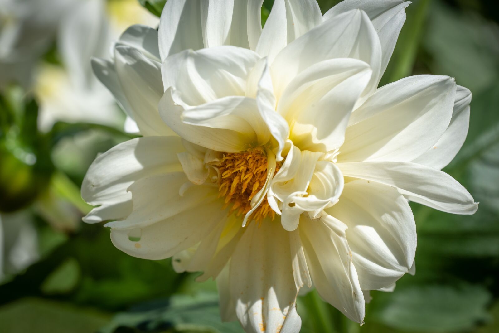 Nikon D750 sample photo. Flower, blossom, bloom photography
