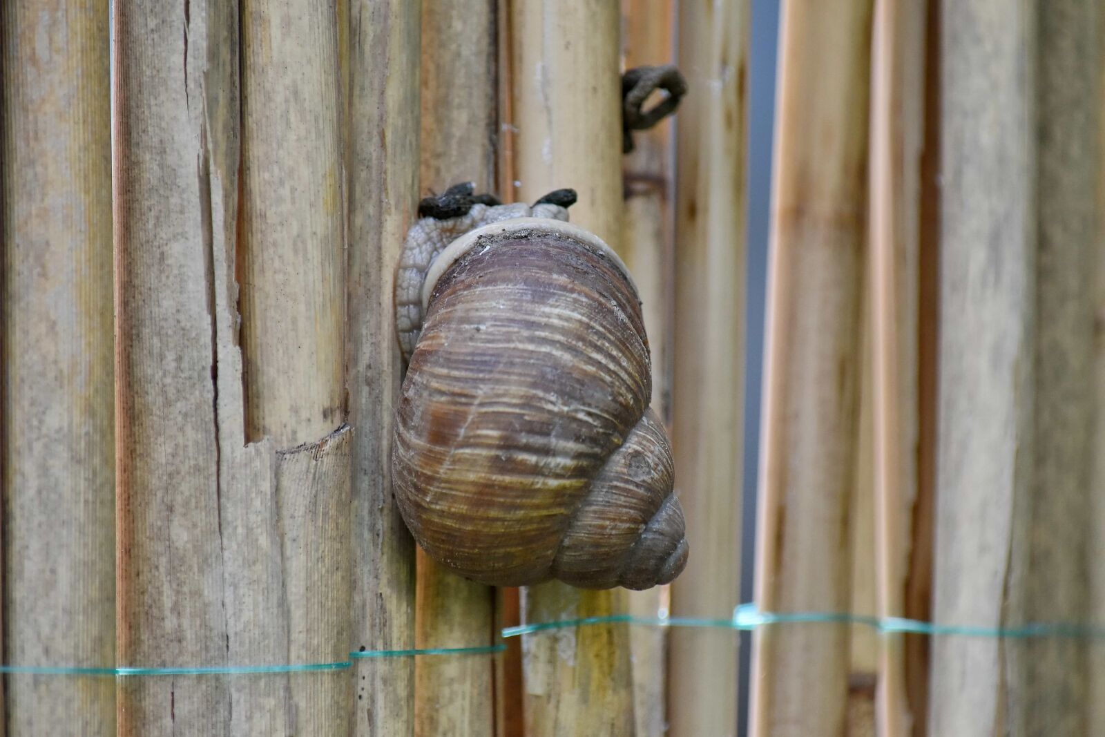 Nikon D5500 sample photo. Light brown, spiral, invertebrate photography