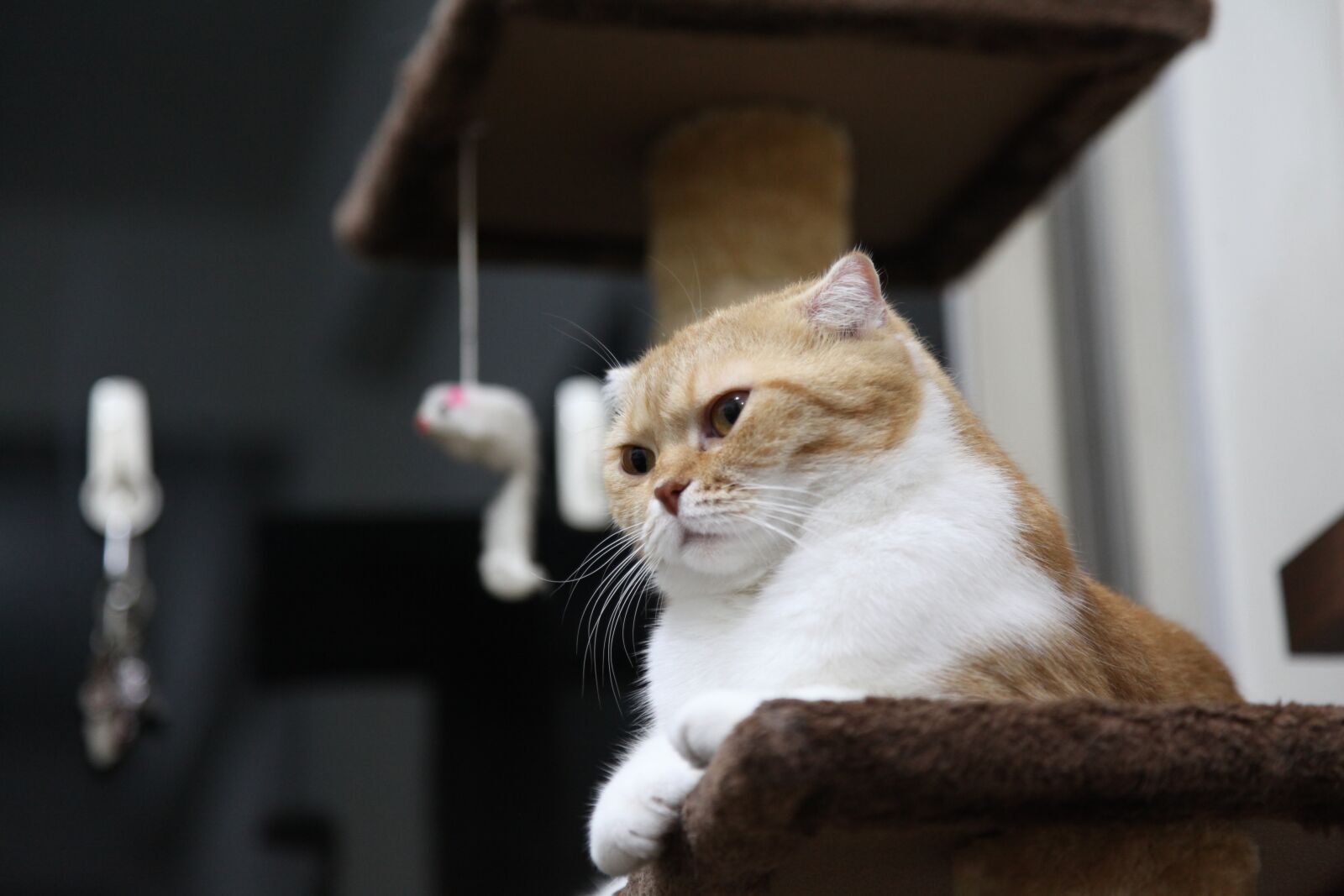 Canon EOS 5D Mark II sample photo. Cat, pride, king photography