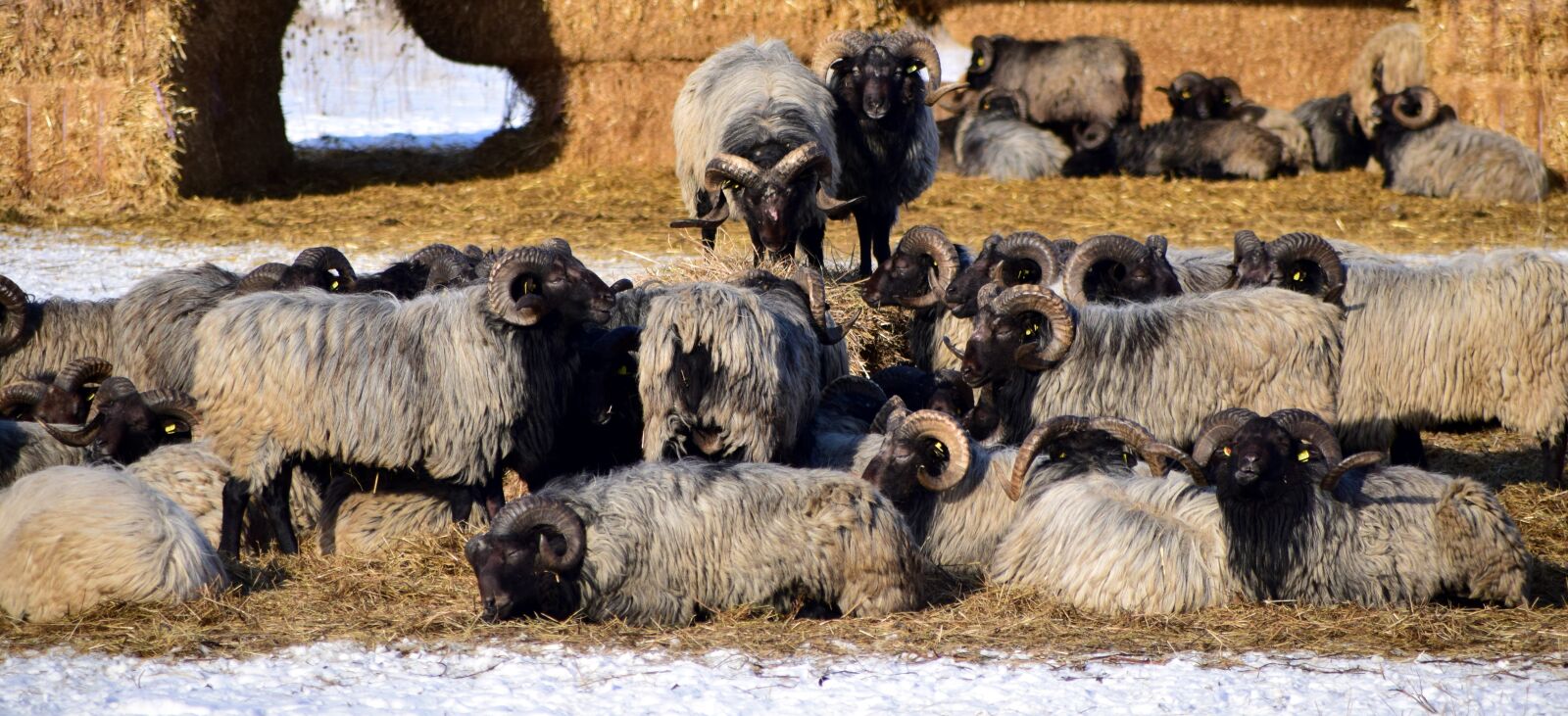 Nikon D3300 sample photo. Sheep, flock of sheep photography