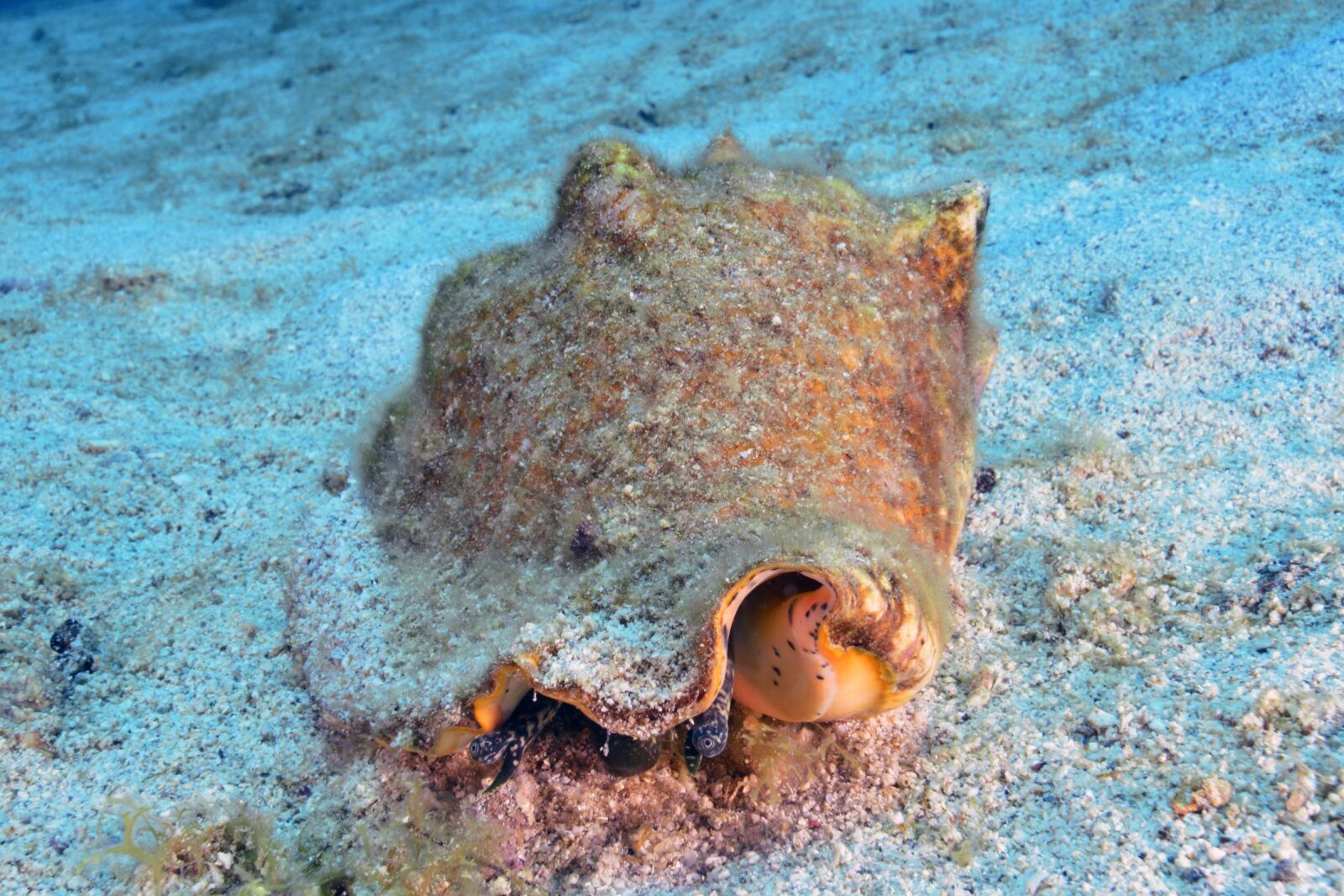 Nikon D800 sample photo. Shell, seabed, scuba diving photography