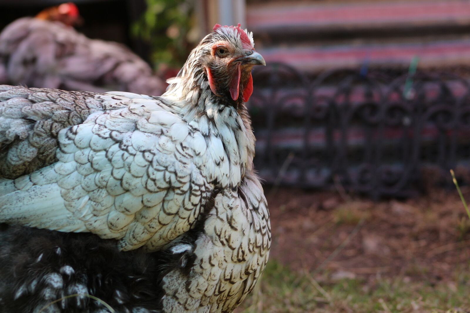 Canon EF75-300mm f/4-5.6 sample photo. Chicken, hen, poultry photography